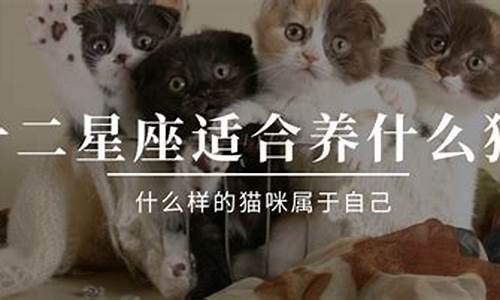 12星座专属宠物猫-十二星座前5名学霸